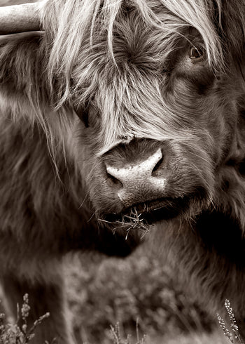 Ljuddämpande tavla - Buffalo in Natural Splendor