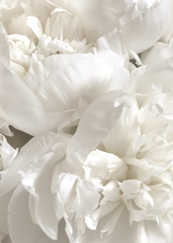 Canvastavla - White Peonies (100x150)