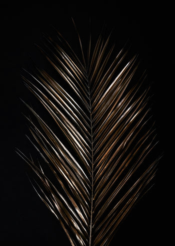 Canvastavla - Areca (120x180)