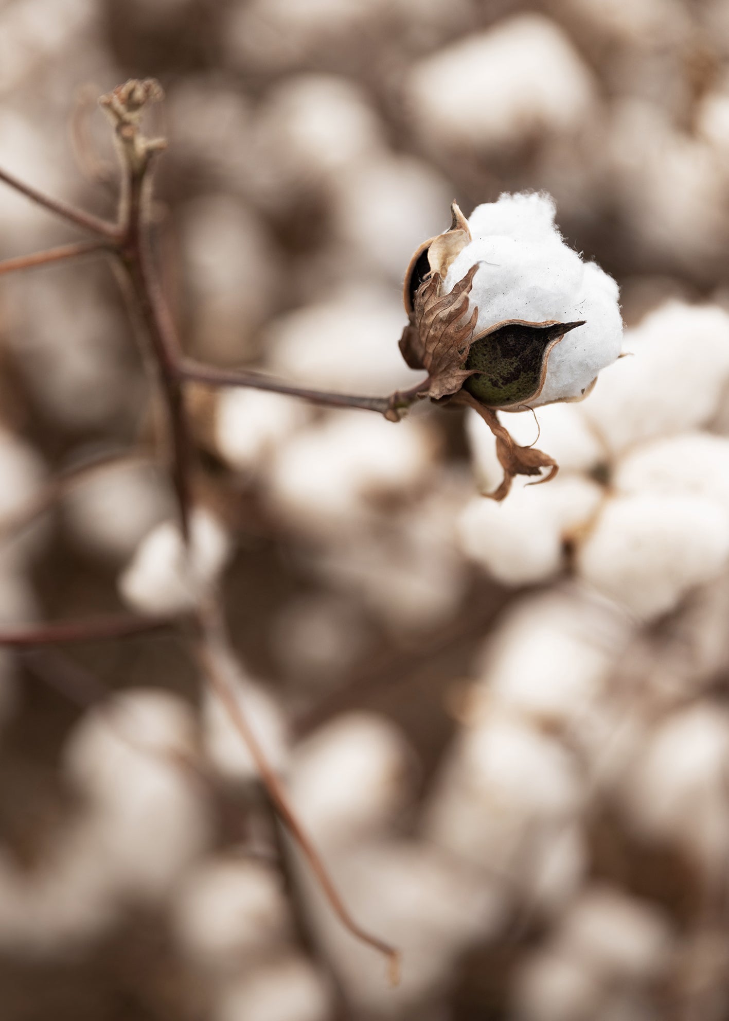 Canvastavla - Cotton