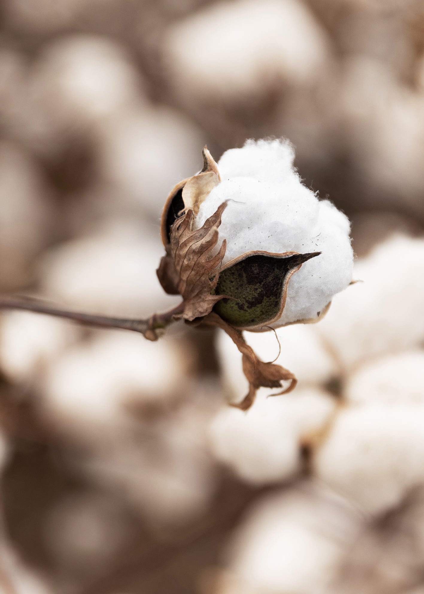 Canvastavla - Cotton