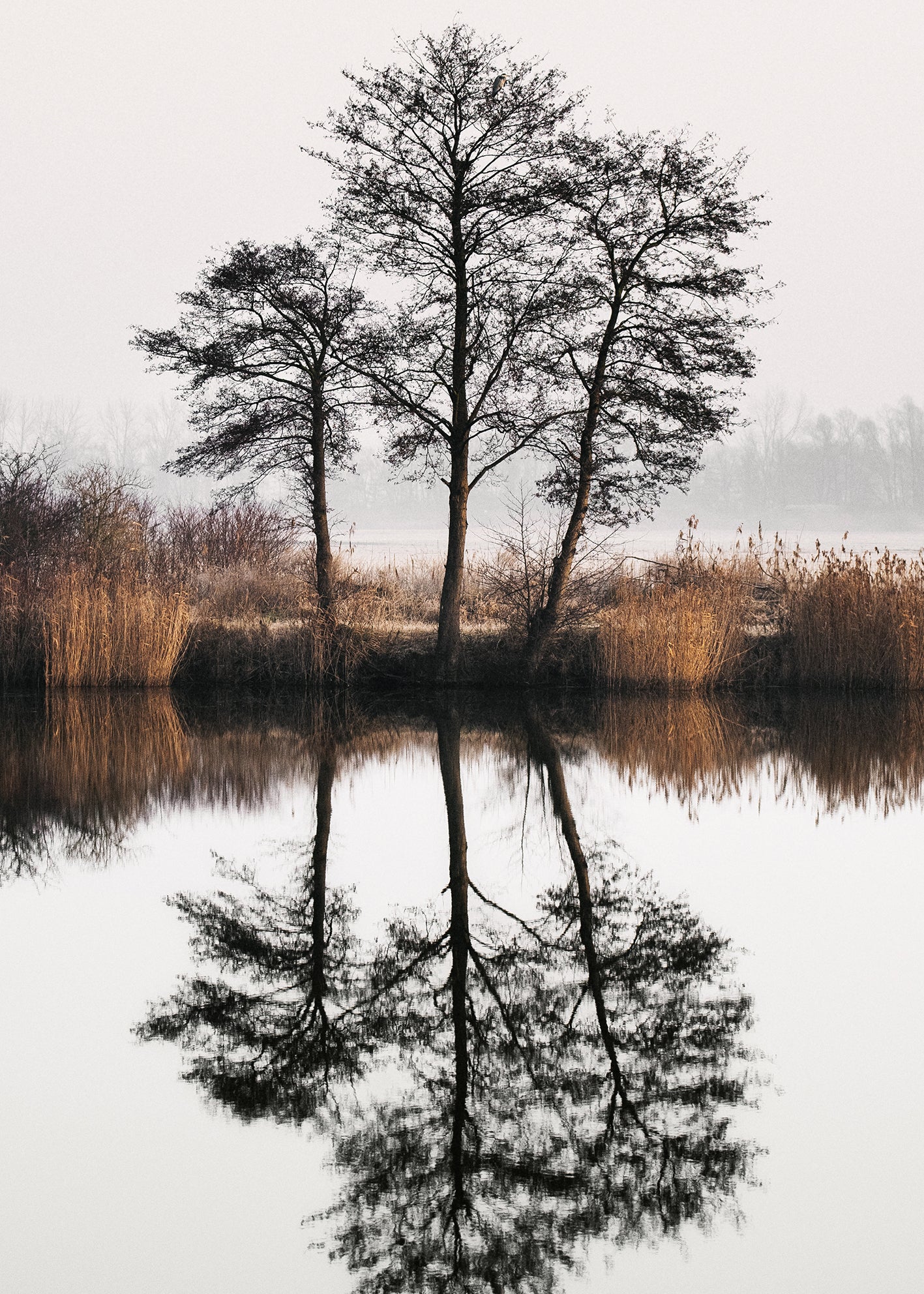 Canvastavla - Tree Lake and Reflections