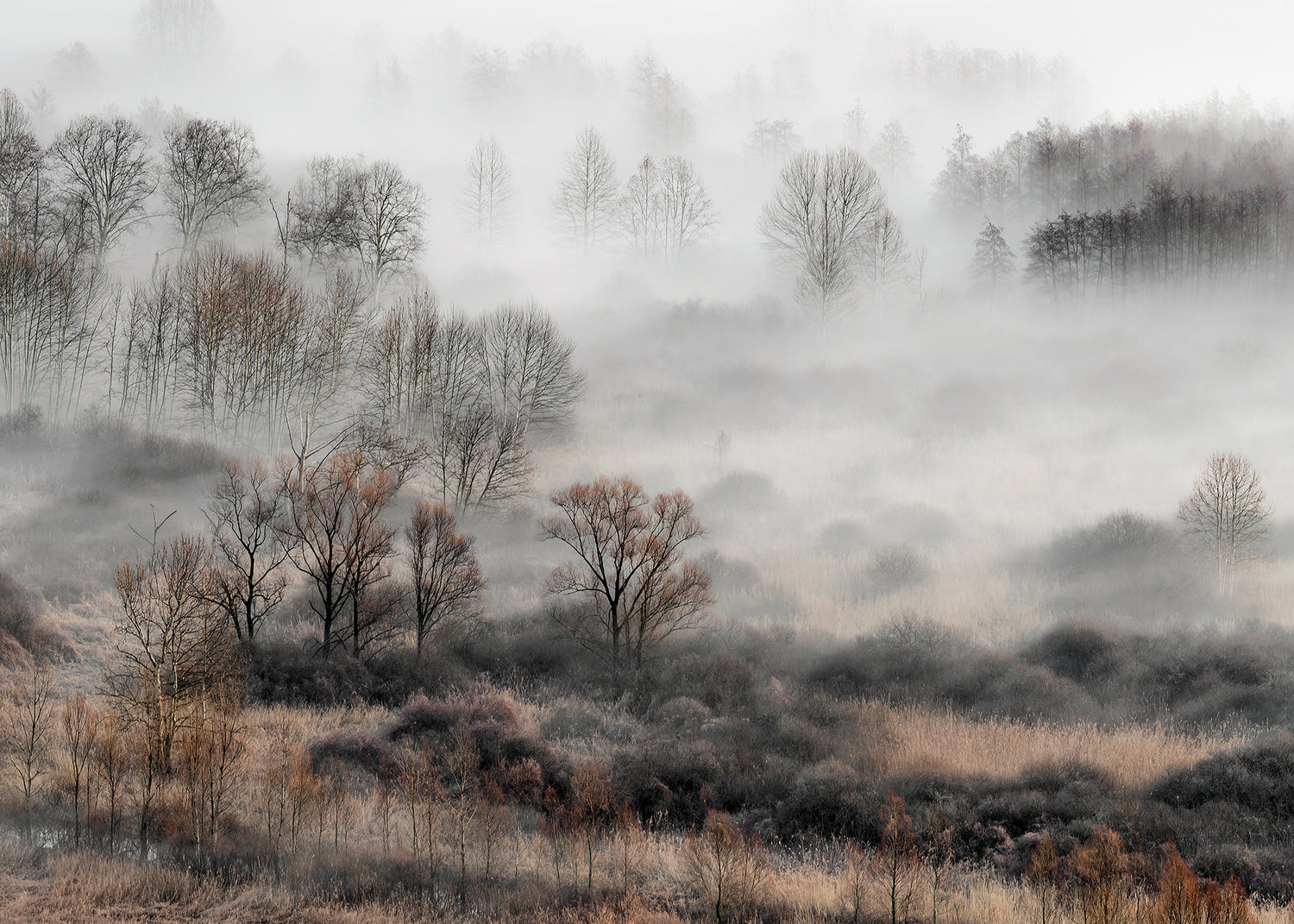 Canvastavla - Foggy Morning