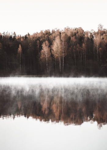 Ljuddämpande tavla - Birch Trees