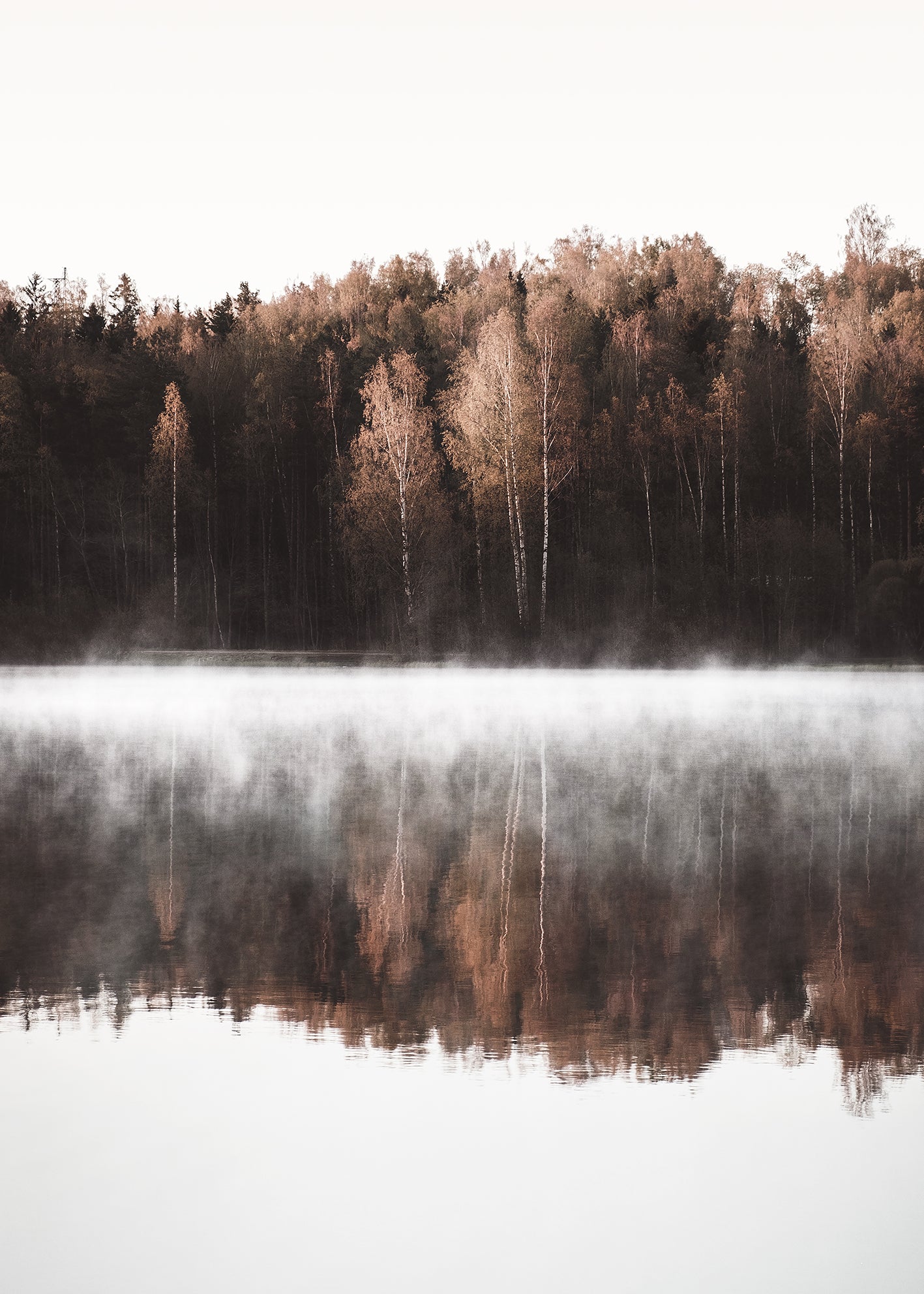 Ljuddämpande tavla - Birch Trees
