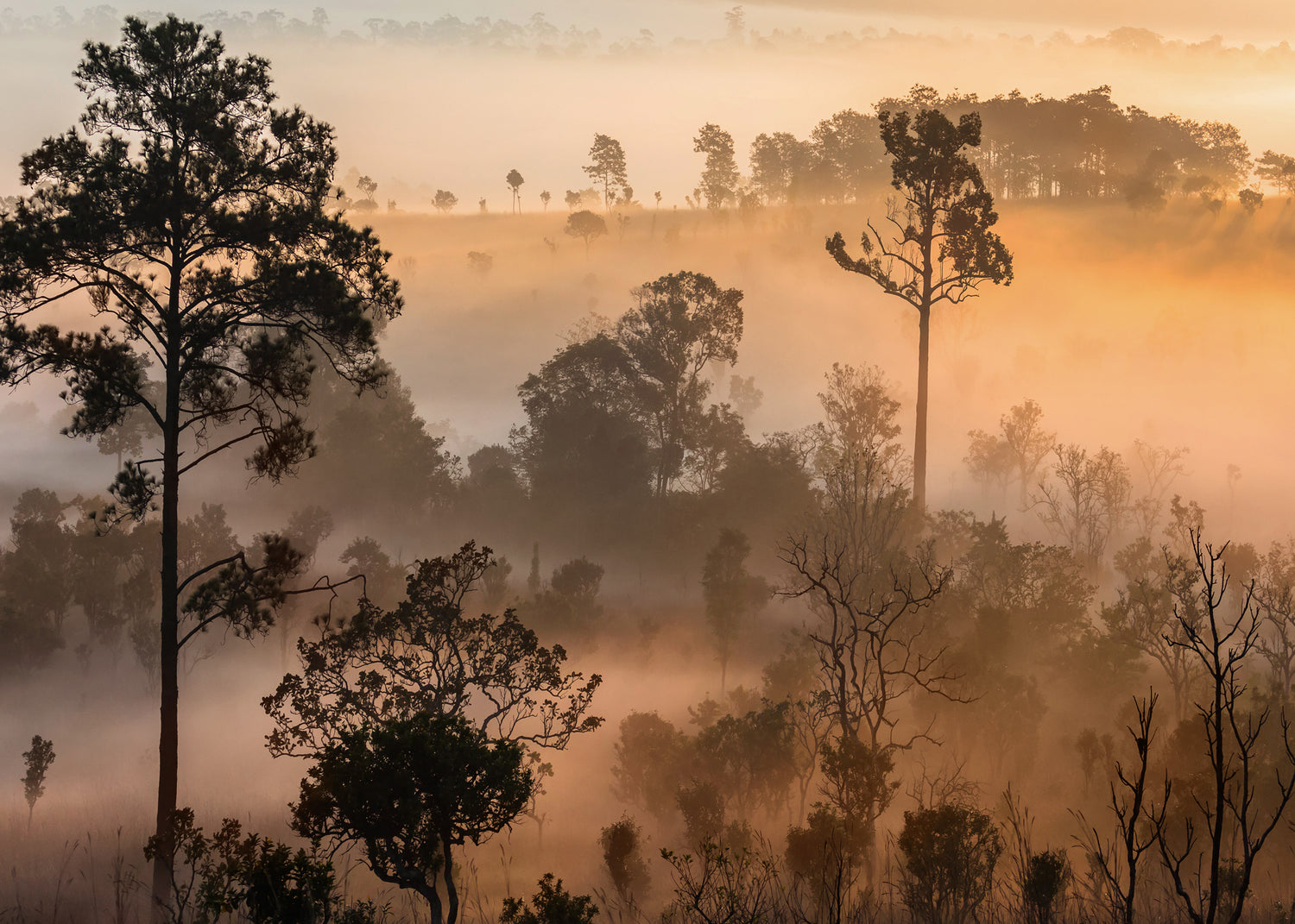 Ljuddämpande tavla - Misty Woods