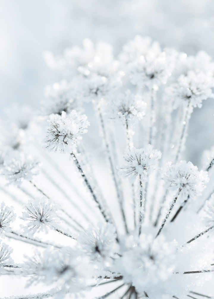 Canvastavla - Icy Grass