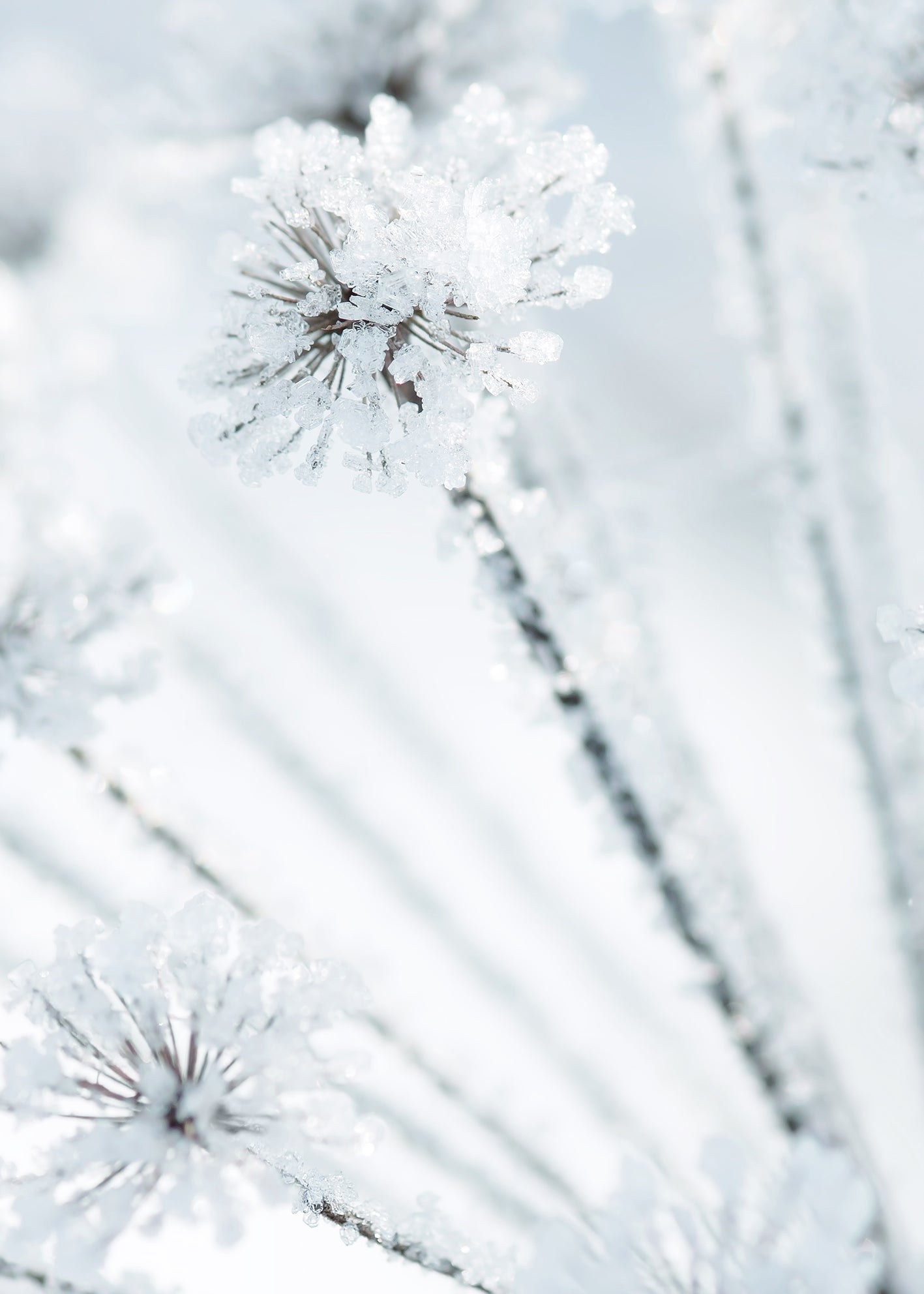 Canvastavla - Icy Grass