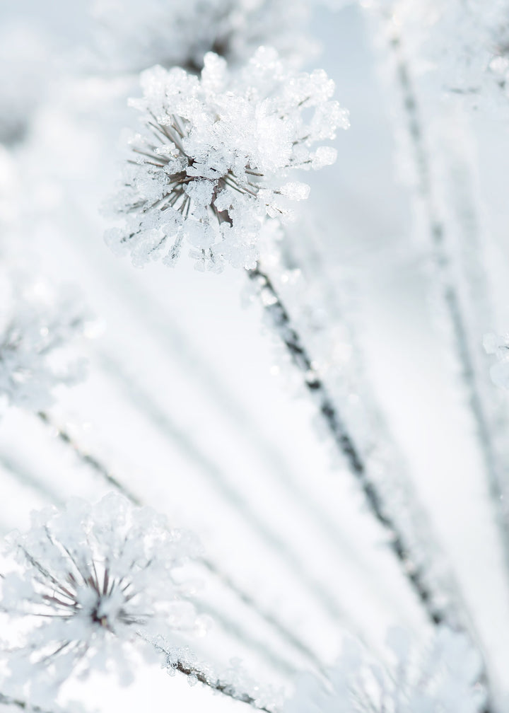 Canvastavla - Icy Grass