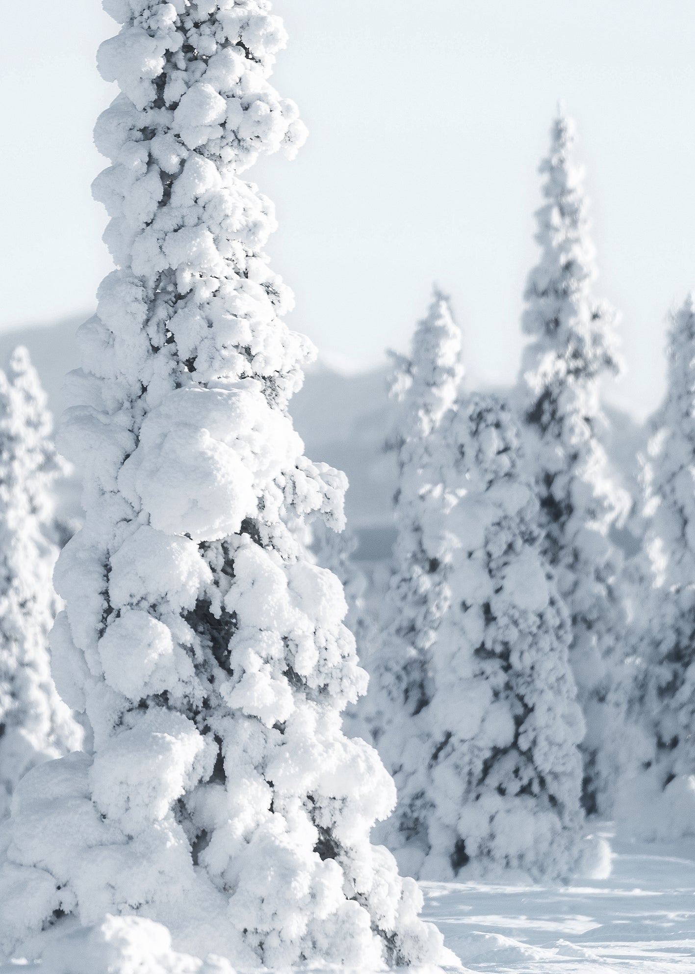 Canvastavla - Trees and Snow