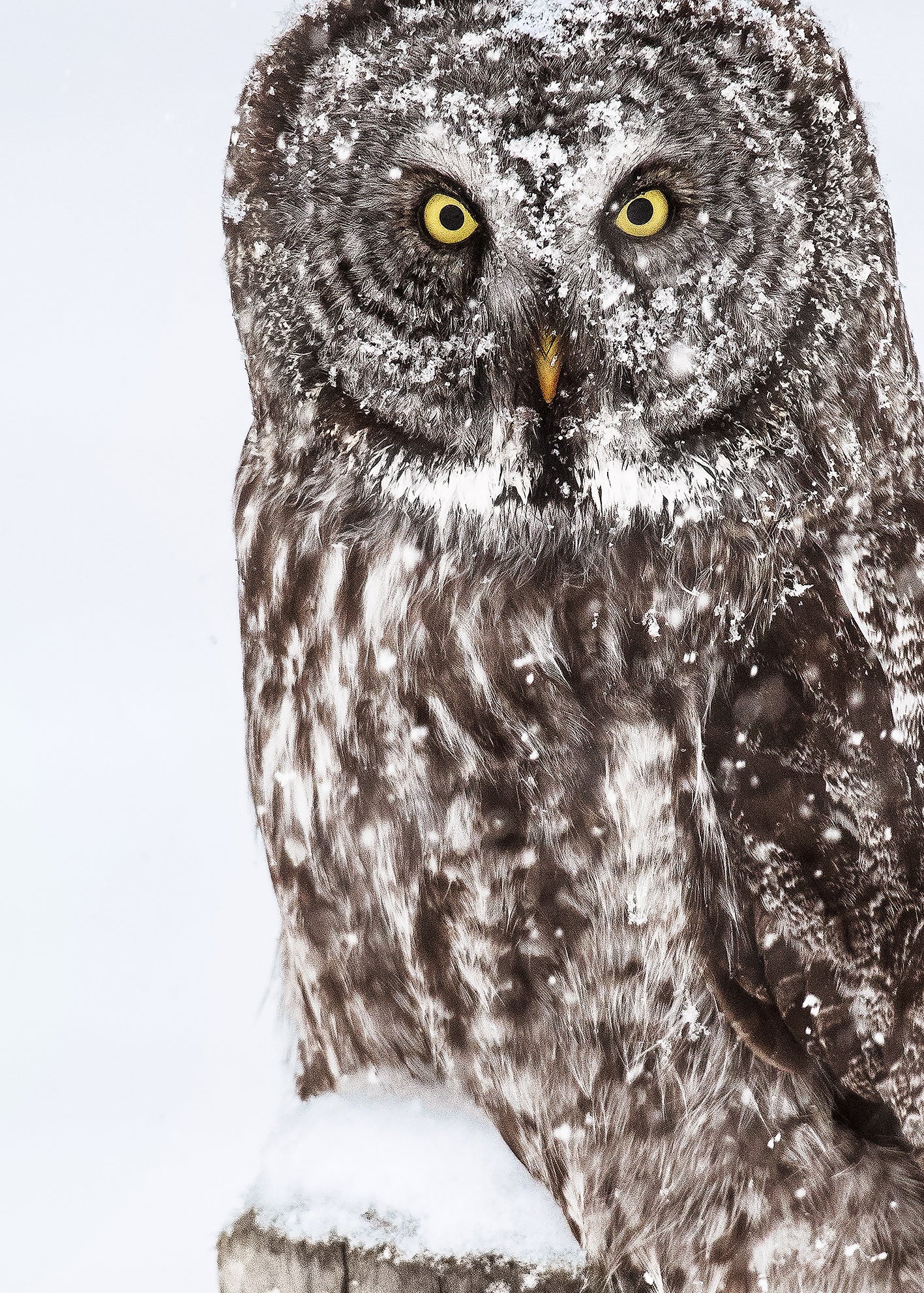 Canvastavla - Brown Owl