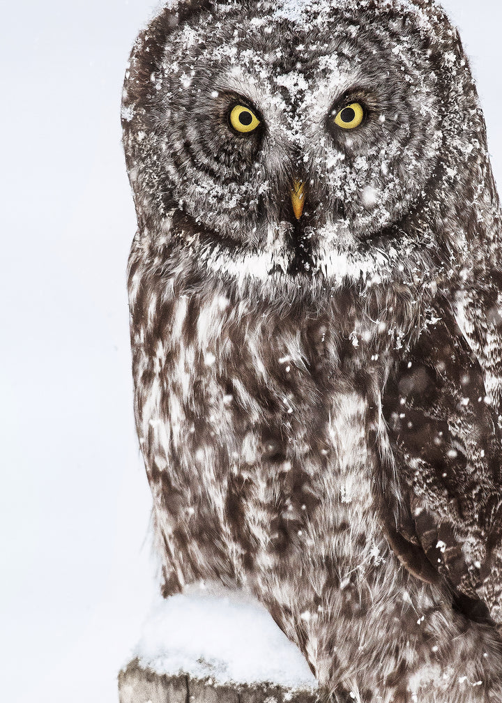 Canvastavla - Brown Owl