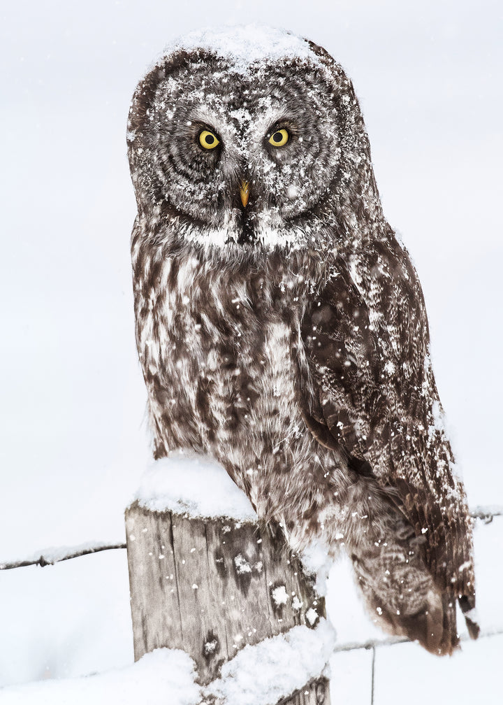 Canvastavla - Brown Owl