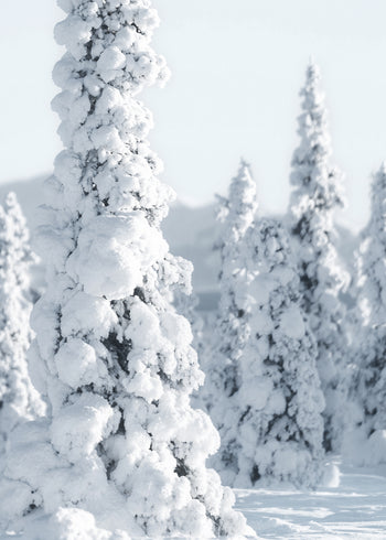 Ljuddämpande tavla - Trees and Snow