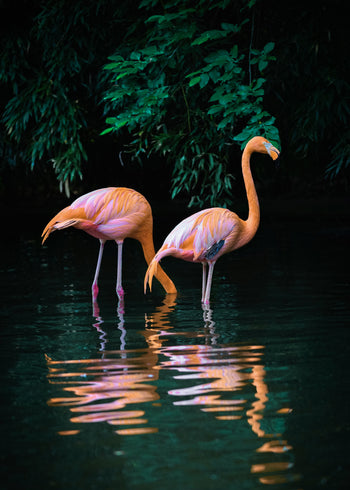 Canvastavla - Caribbean