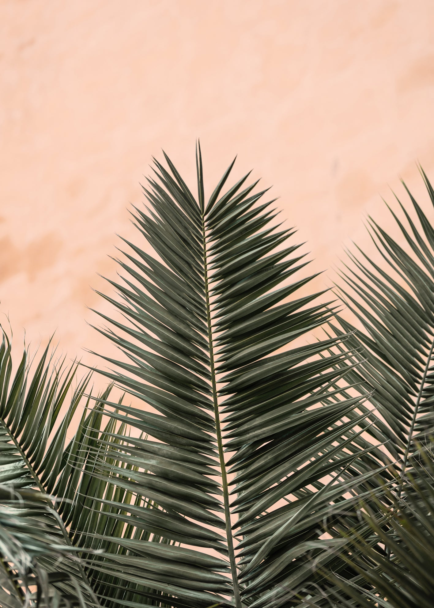 Canvastavla - Palm Leaves