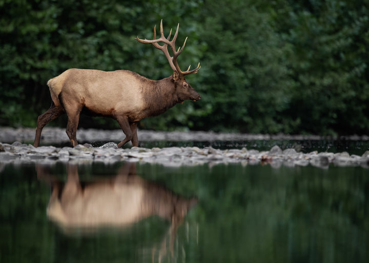 Ljuddämpande tavla - Elk Reflection
