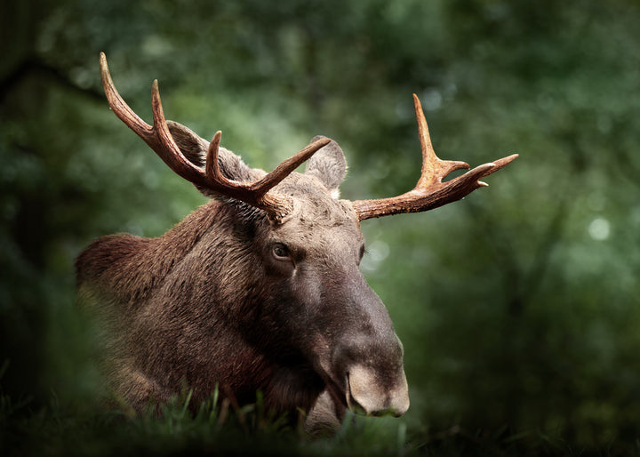 Ljuddämpande tavla - Elk Haven