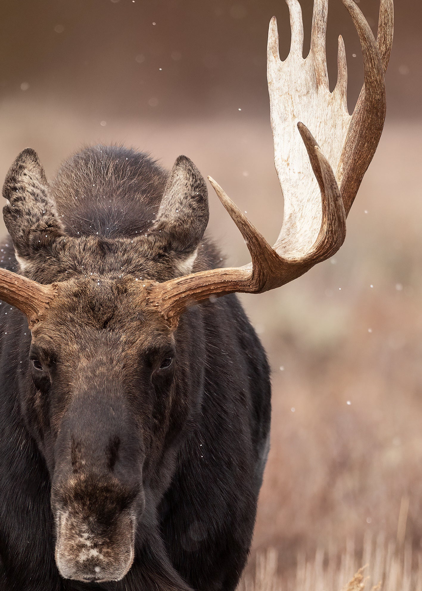 Ljuddämpande tavla - Moose Majesty
