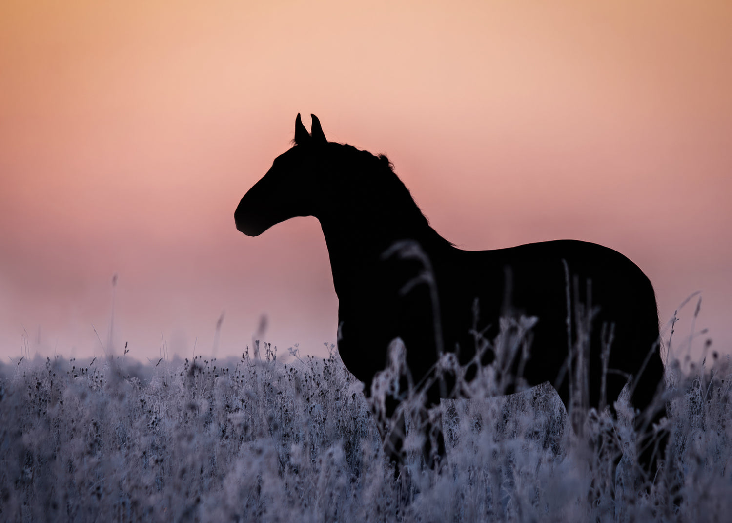 Ljuddämpande tavla - Sunset Gallop