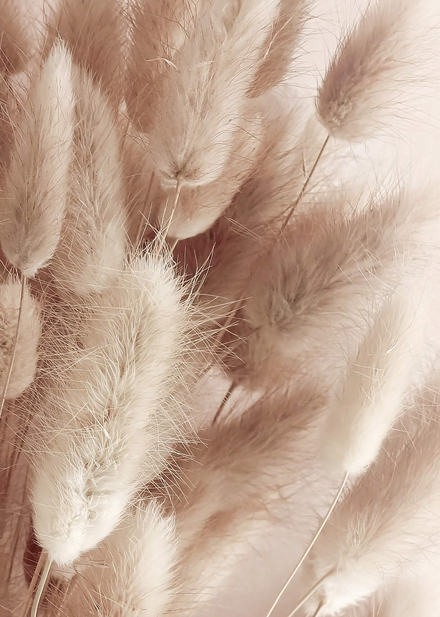 Canvastavla - Soft Pampas No1 (80x120)