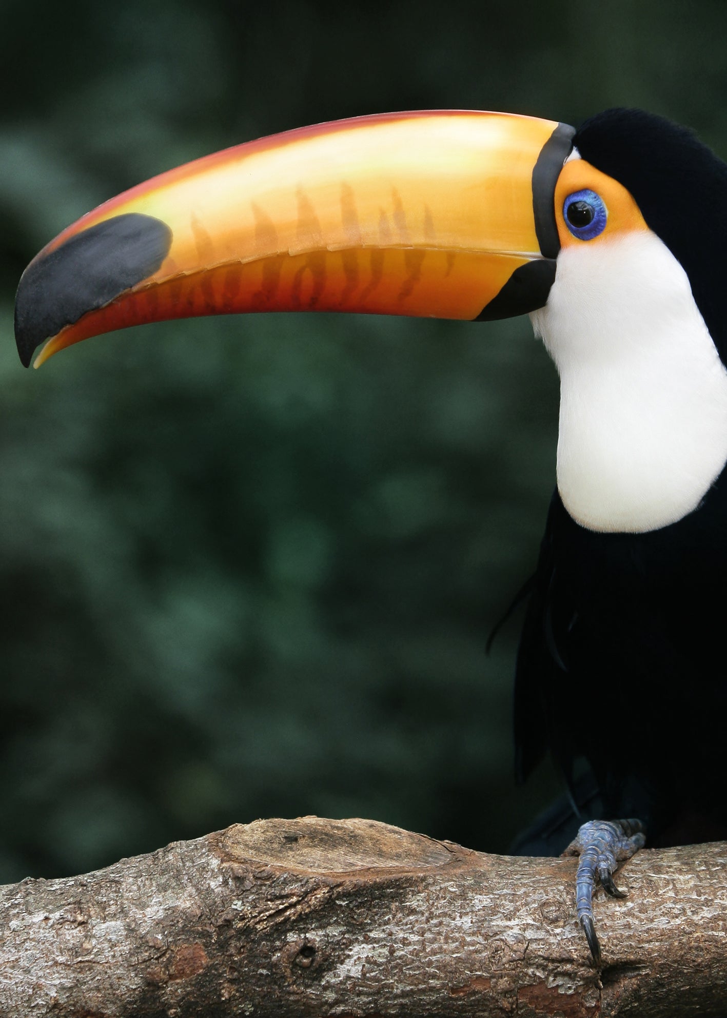 Ljuddämpande tavla - Toucan