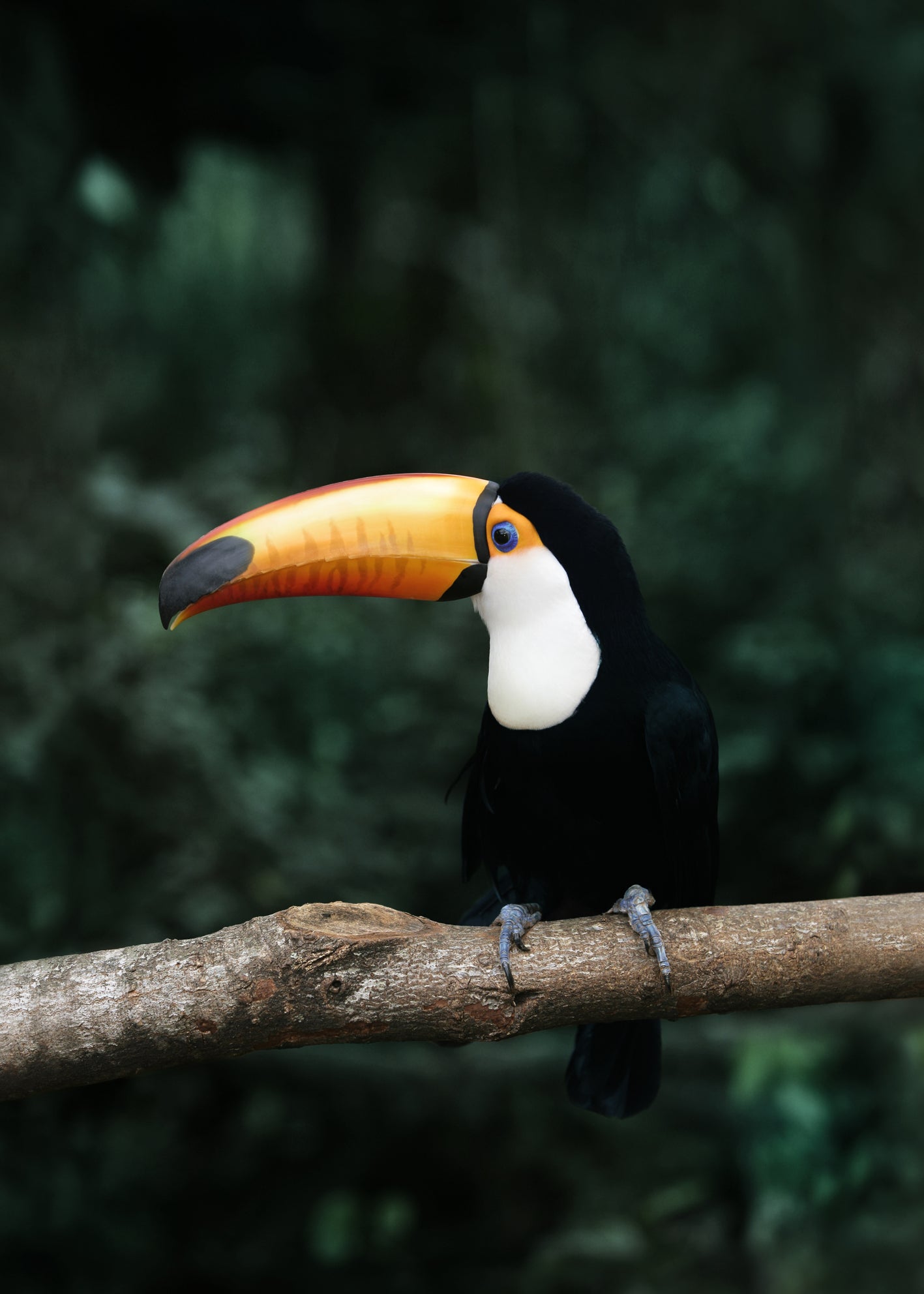 Ljuddämpande tavla - Toucan