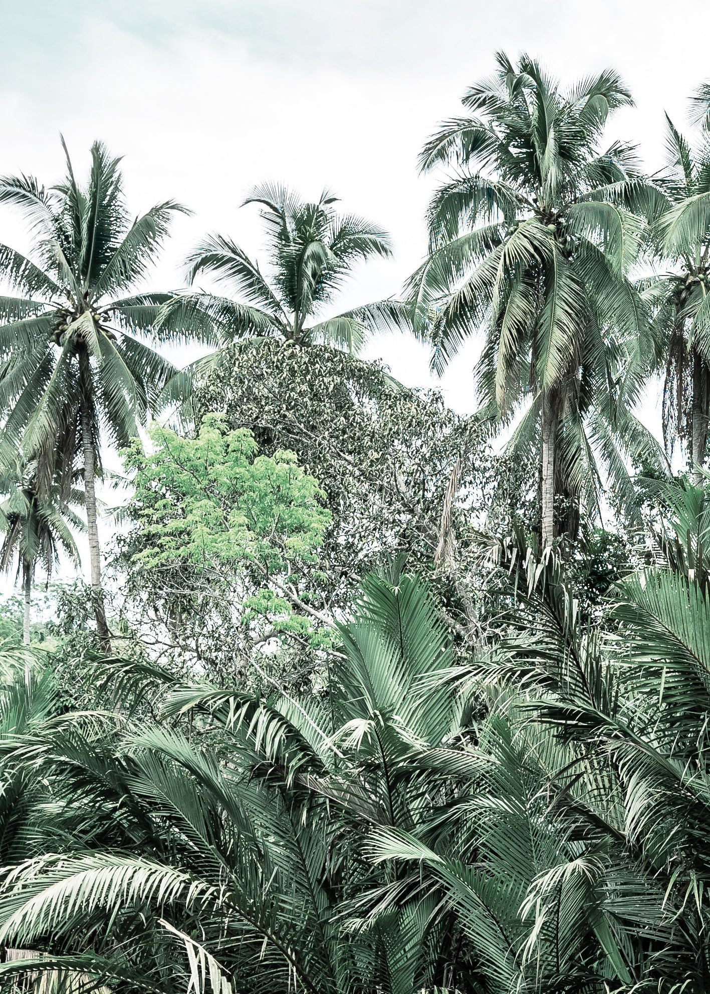 Ljuddämpande tavla - Palms and Clouds