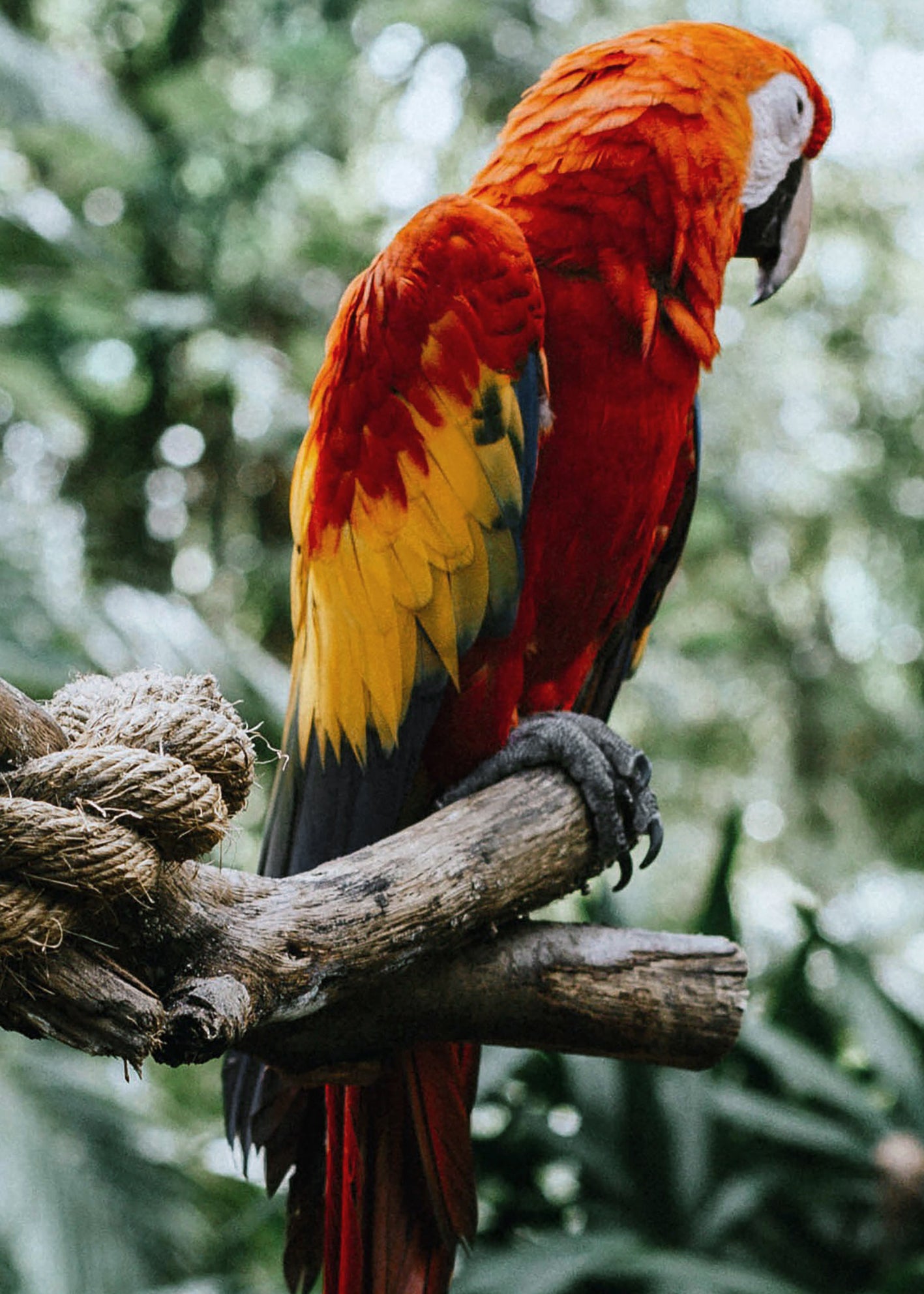 Ljuddämpande tavla - Parrot