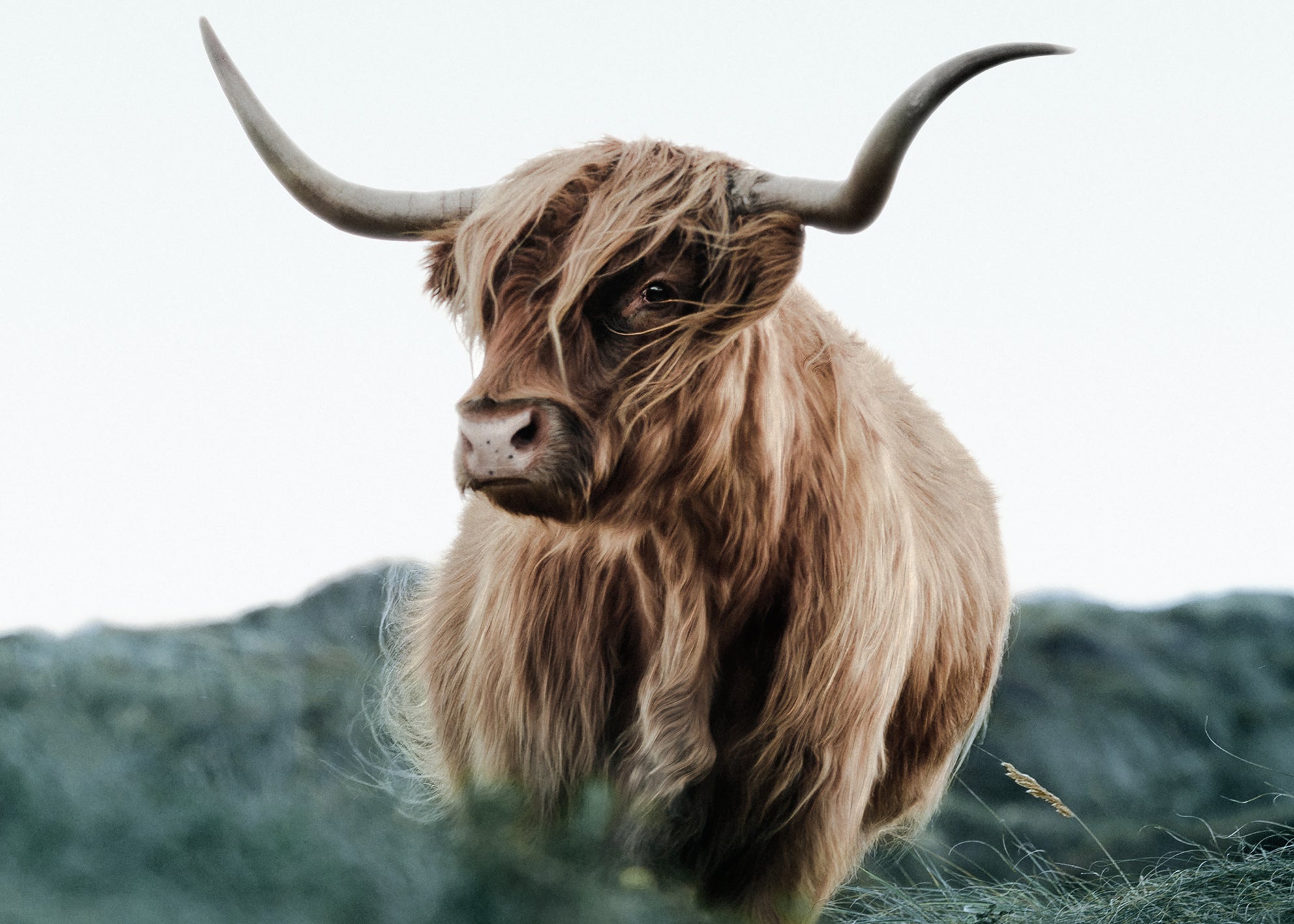 Ljuddämpande tavla - Cattle on Field