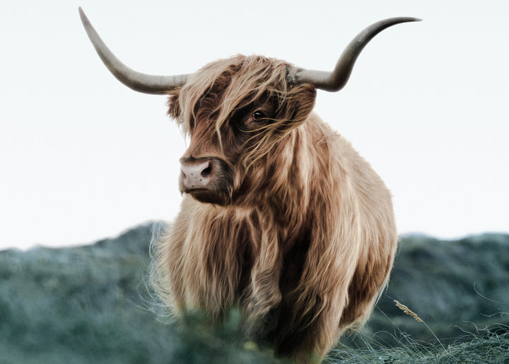 Ljuddämpande tavla - Cattle on Field