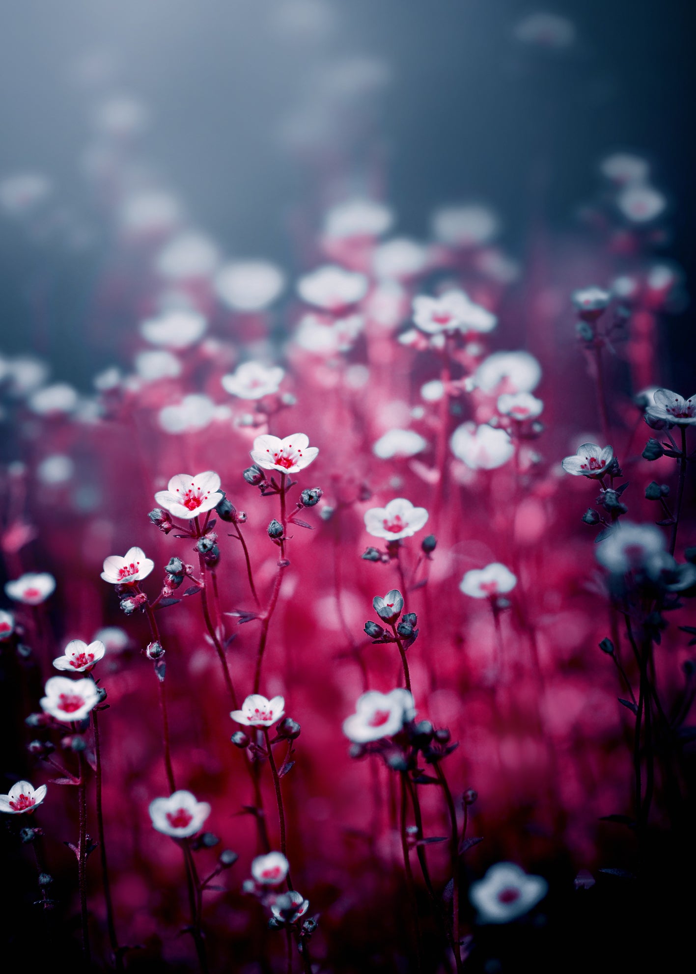 Ljuddämpande tavla - Royal flowers