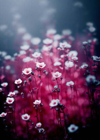 Ljuddämpande tavla - Royal flowers