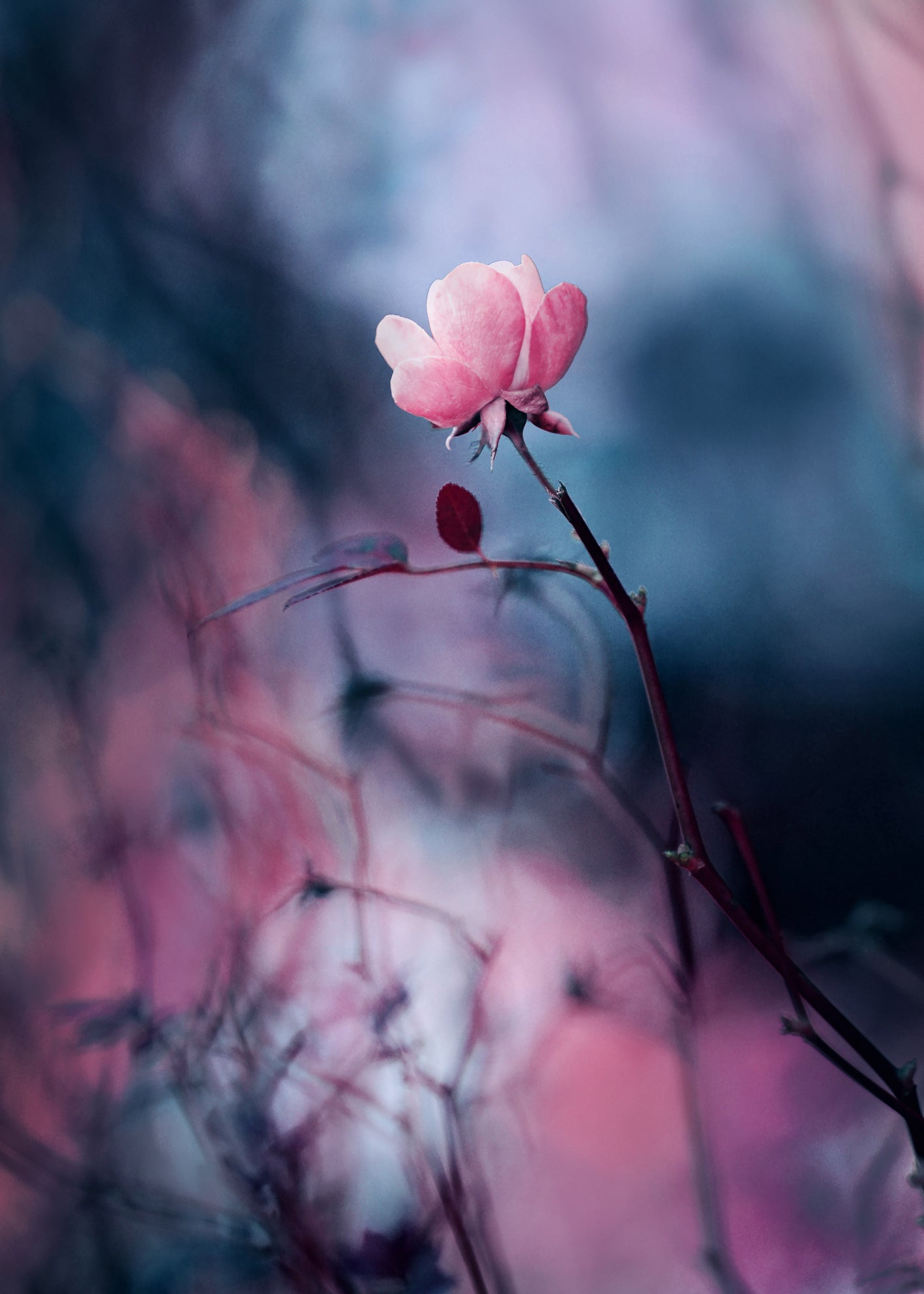 Ljuddämpande tavla - Wild rose