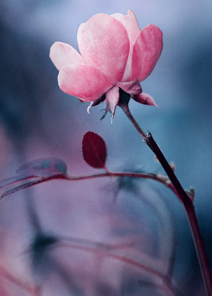 Ljuddämpande tavla - Wild rose