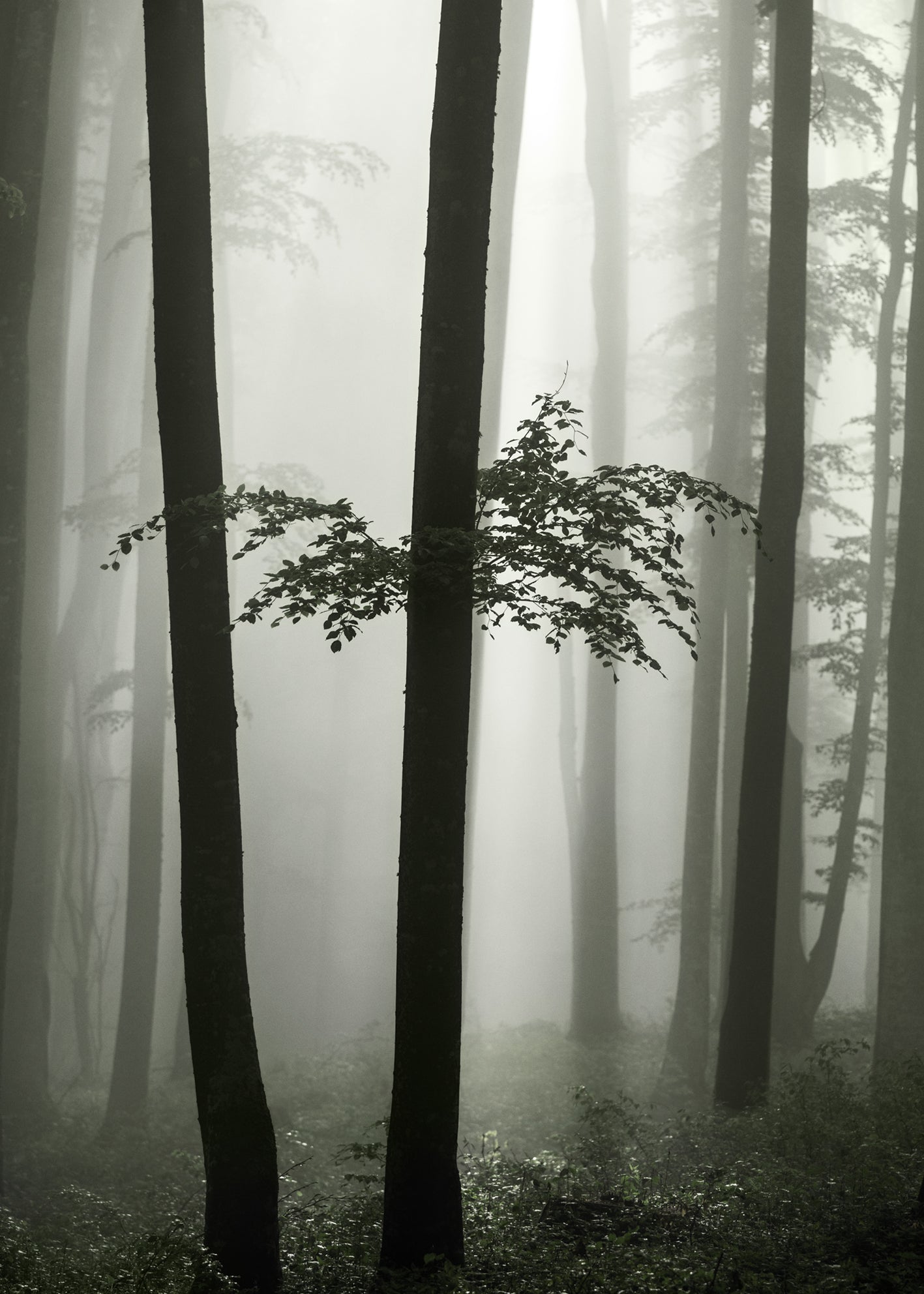 Ljuddämpande tavla - Beech Forest