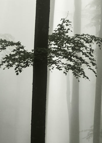 Ljuddämpande tavla - Beech Forest