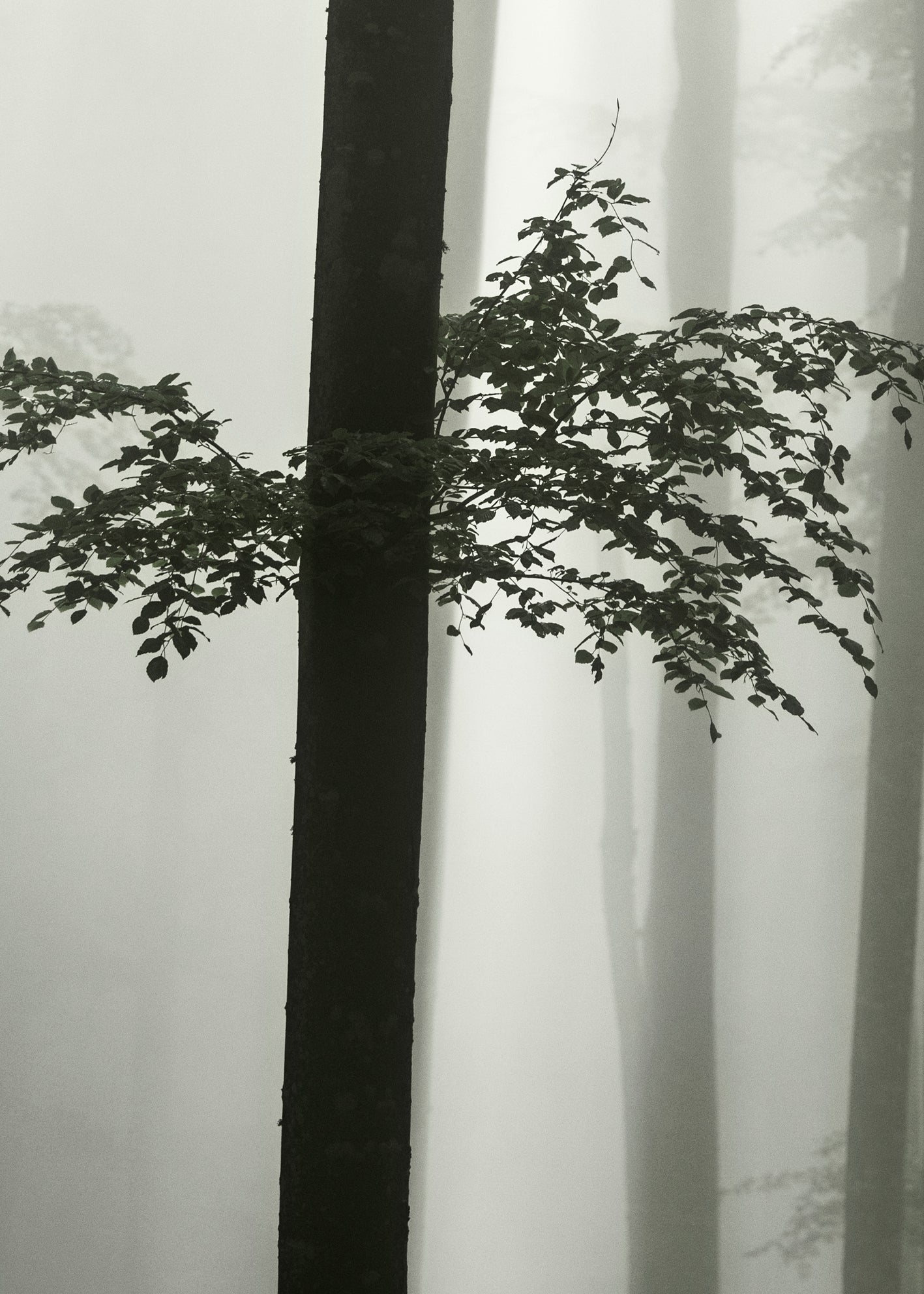 Ljuddämpande tavla - Beech Forest