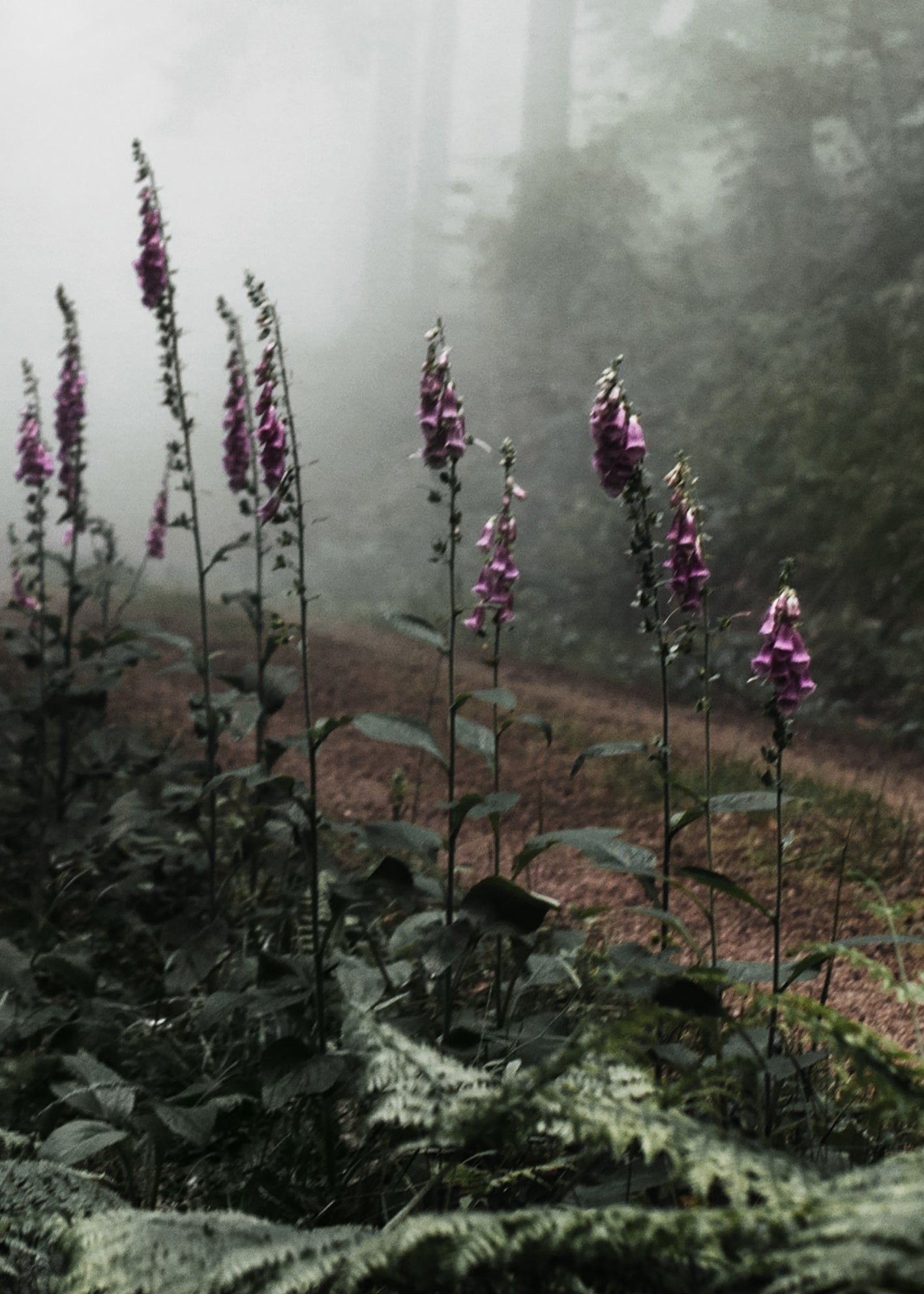 Ljuddämpande tavla - The Forest Path