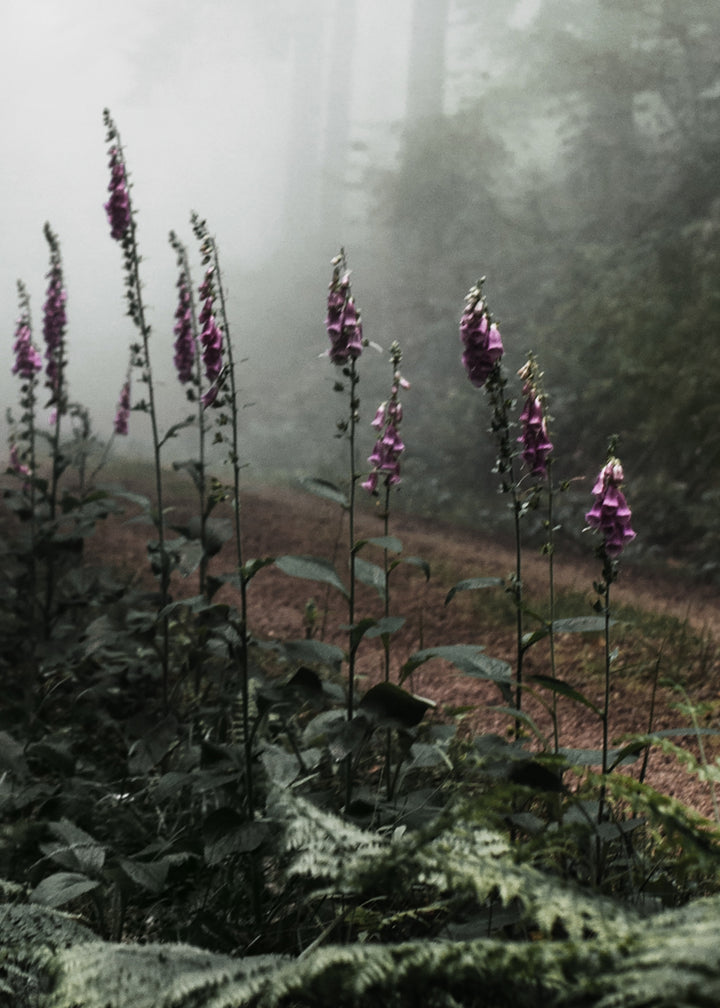 Ljuddämpande tavla - The Forest Path