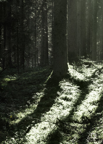 Ljuddämpande tavla - Sun Rays