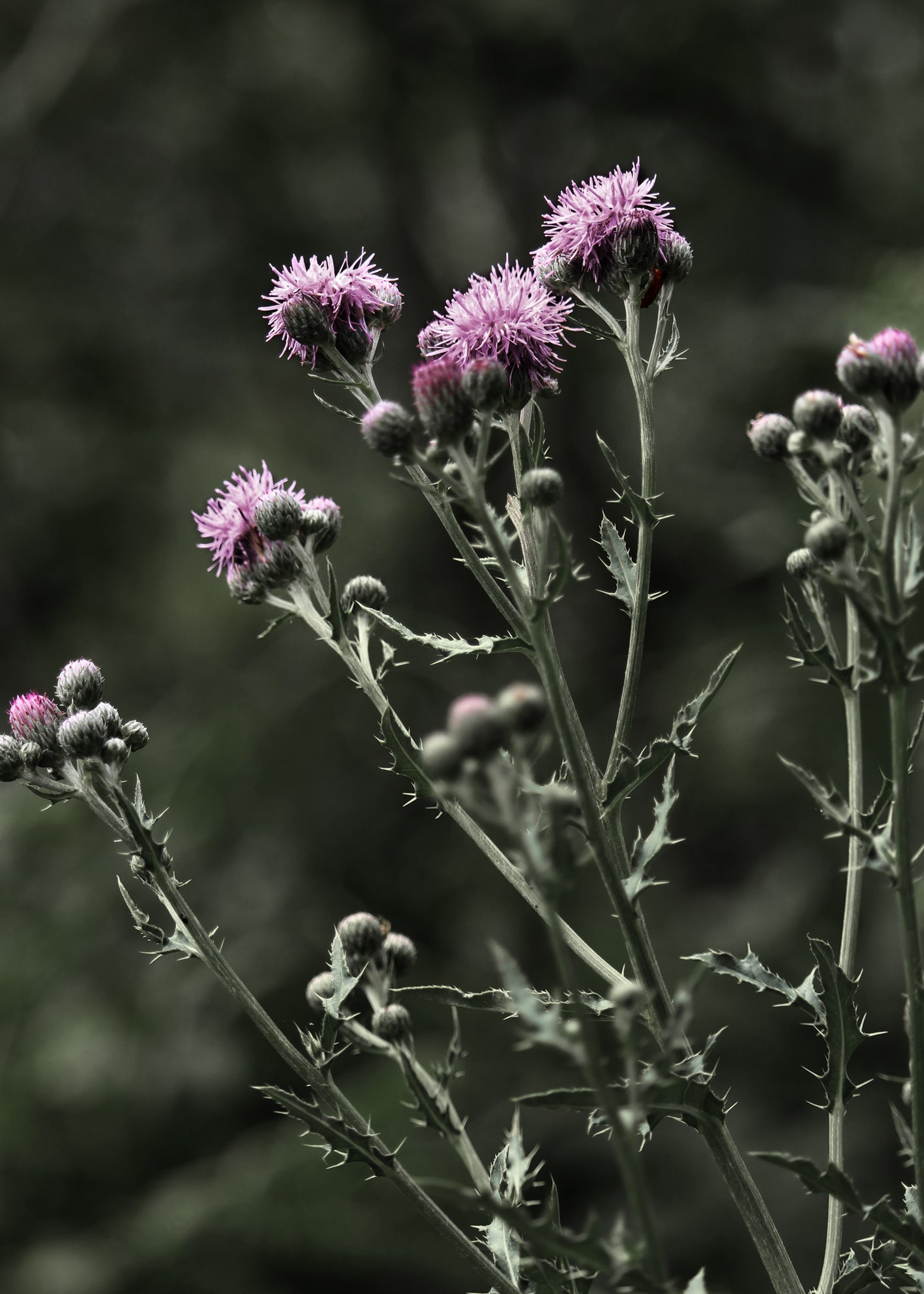 Ljuddämpande tavla - Thistles