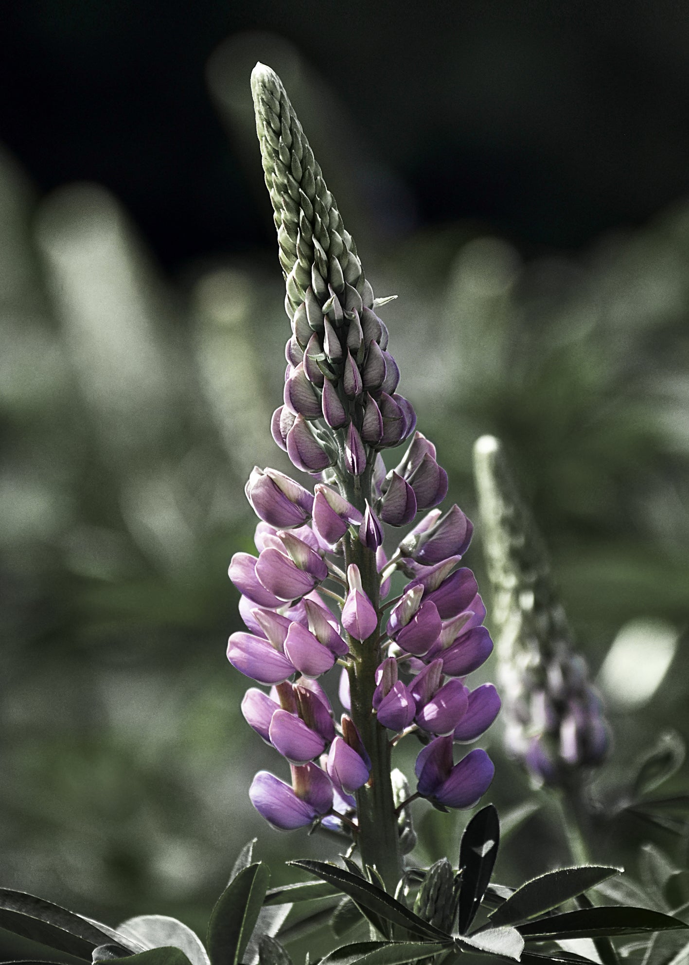 Ljuddämpande tavla - Lupine