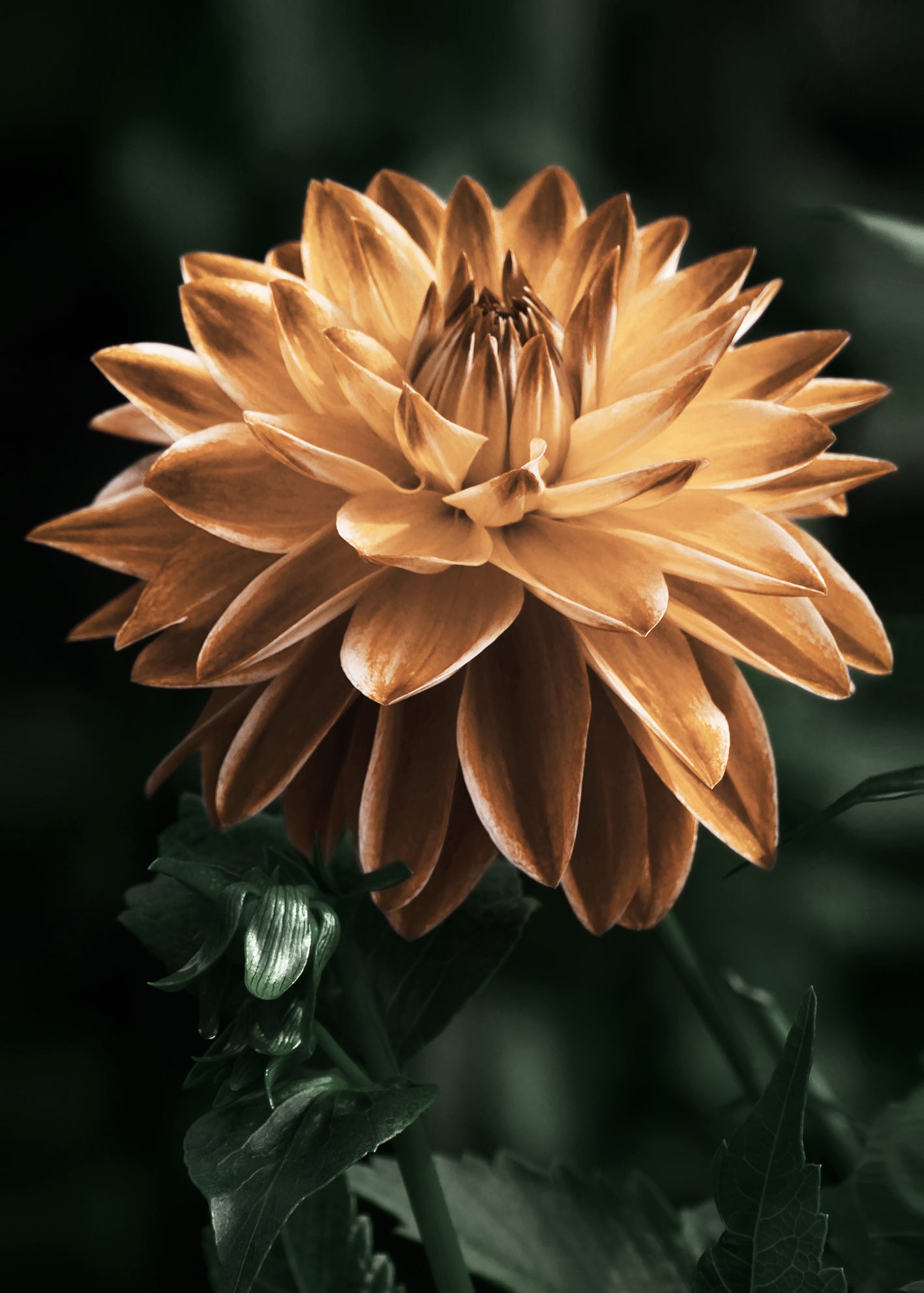 Ljuddämpande tavla - Dahlia