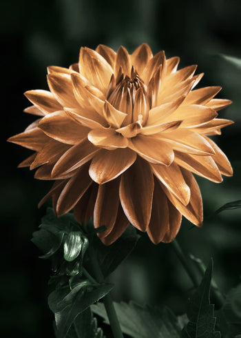 Ljuddämpande tavla - Dahlia