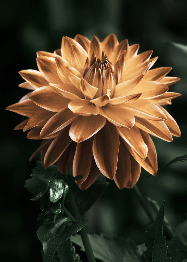 Ljuddämpande tavla - Dahlia