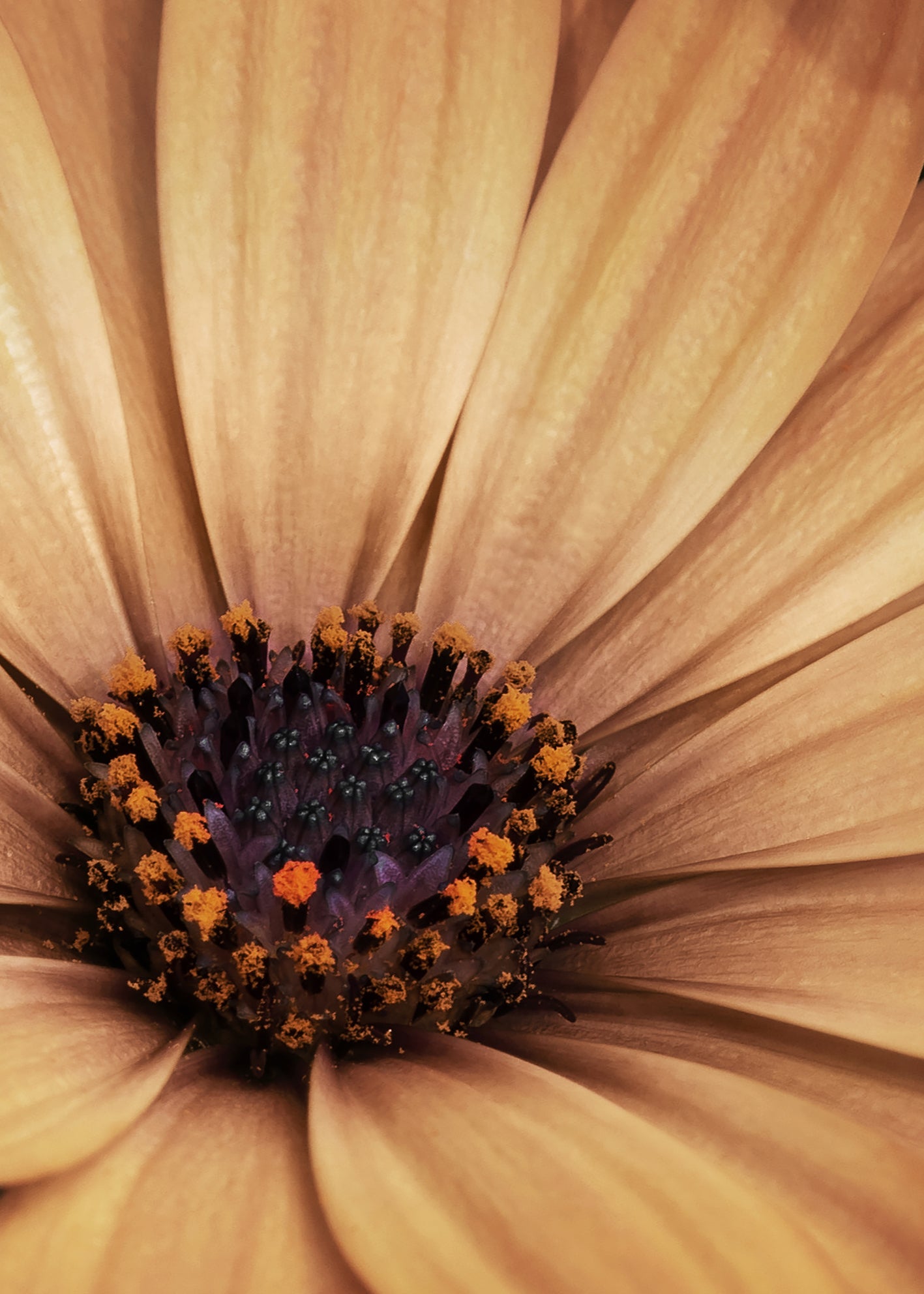 Ljuddämpande tavla - Marguerite Blossoms