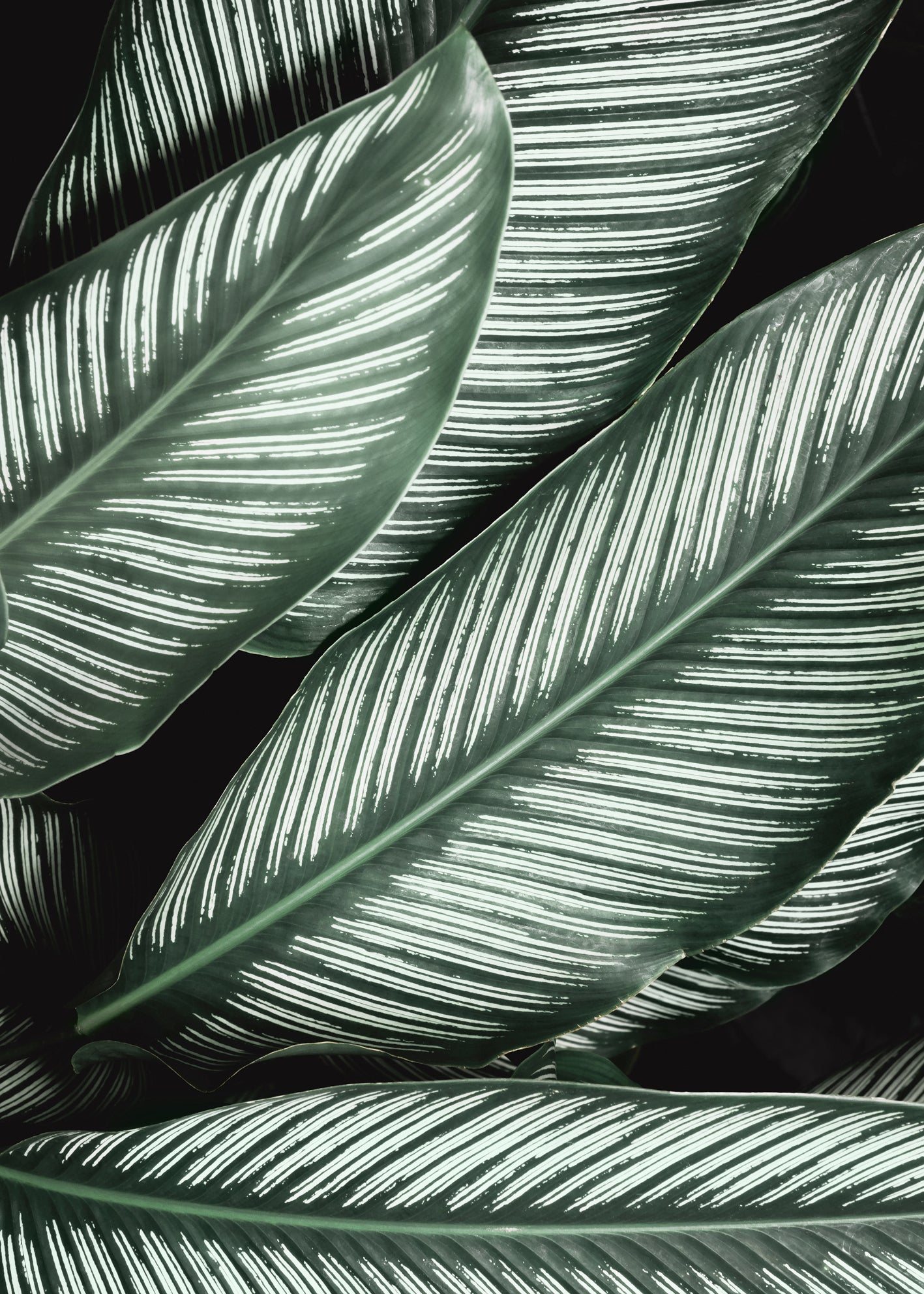 Ljuddämpande tavla - Green Leaf
