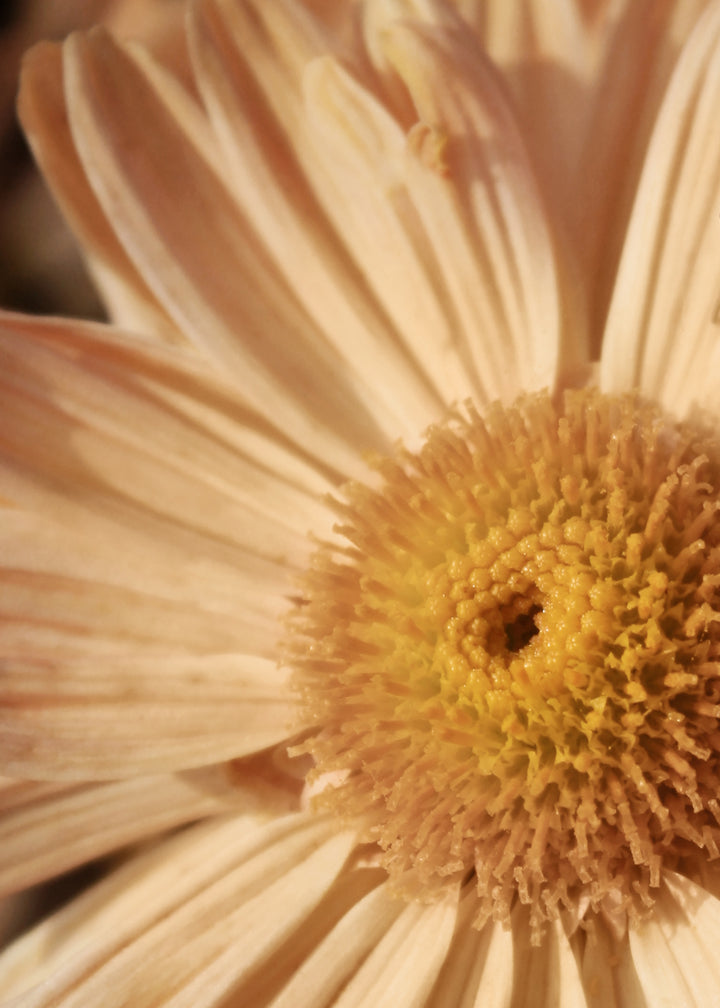 Ljuddämpande tavla - Morifolium