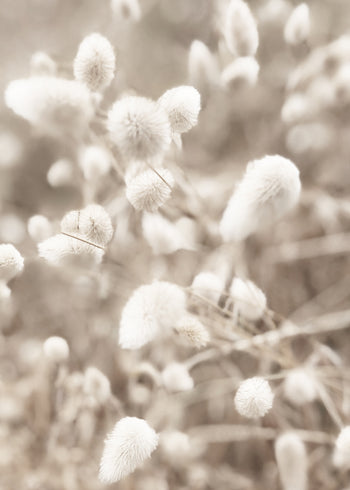 Canvastavla - Fluffy